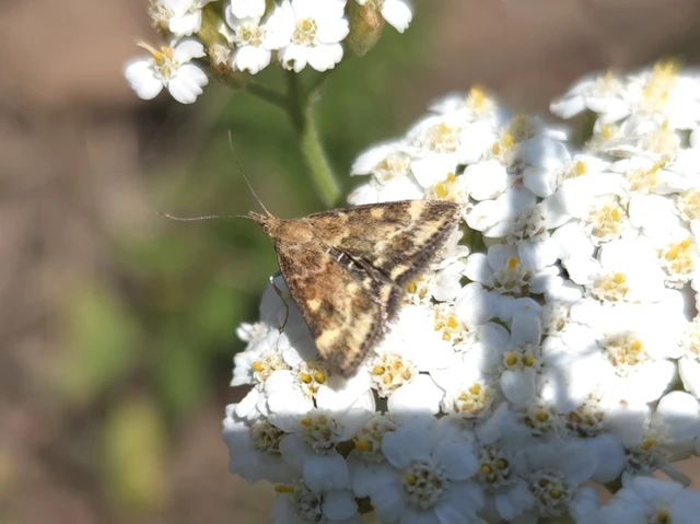 Pyrausta despicata - réti bíbormoly