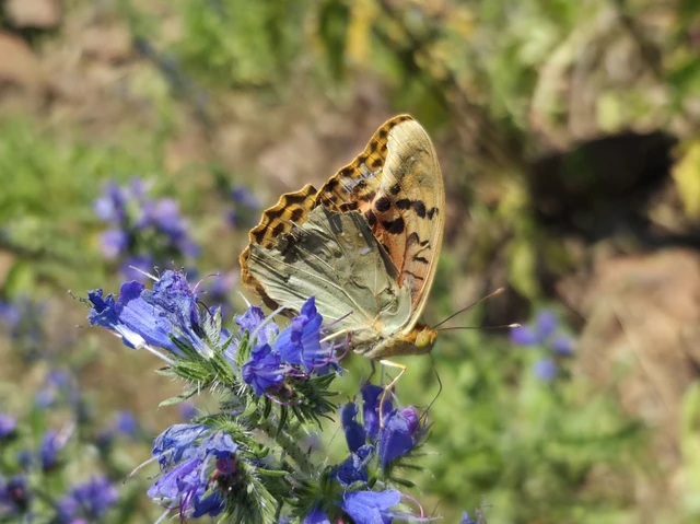 Argynnis pandora - zöldes gyöngyházlepke