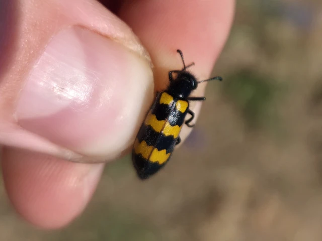 Mylabris variabilis - szalagos hólyaghúzó