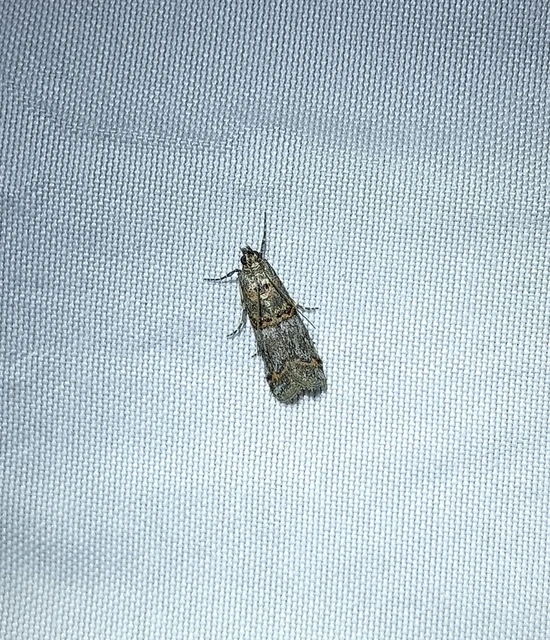 Pempelia compositella - ürömlevél-karcsúmoly