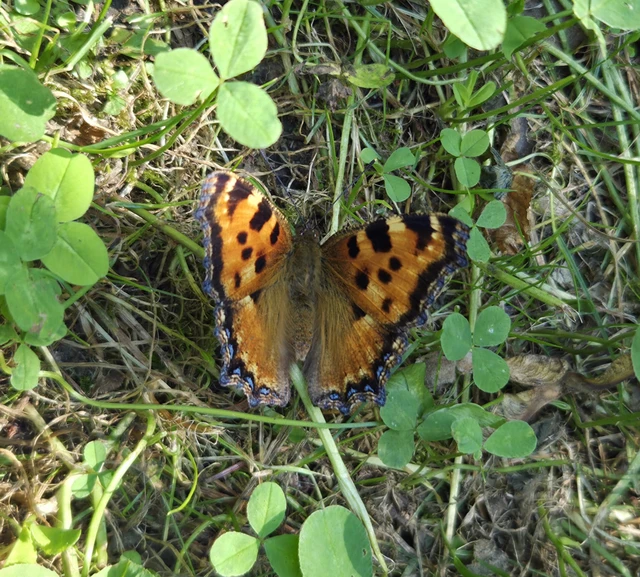 Nymphalis polychloros - nagy rókalepke