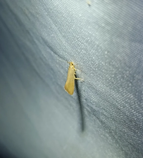 Crassa unitella - aranybarna díszmoly