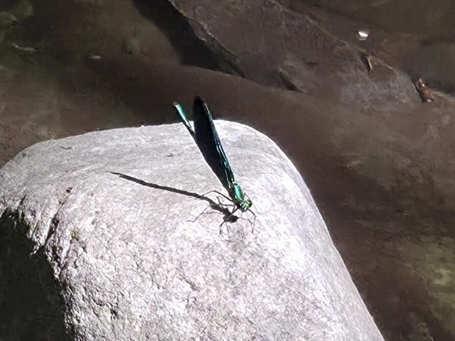 Calopteryx virgo - kisasszony-szitakötő