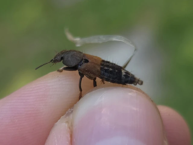 Platydracus chalcocephalus - rezes holyva Platydracus chalcocephalus - rezes holyva