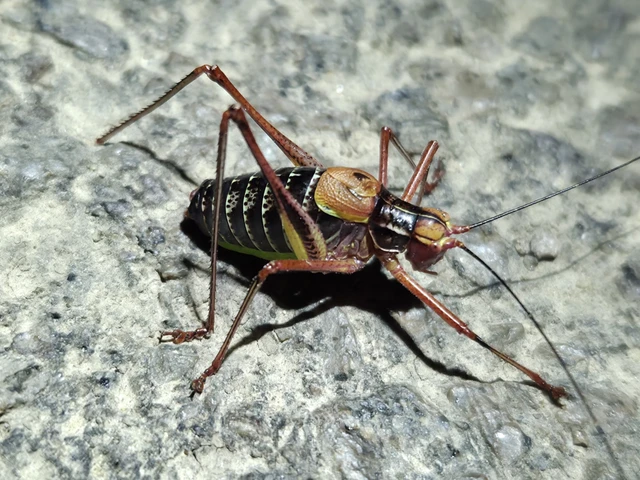 Barbitistes constrictus - északi málnaszöcske