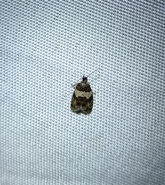 Isotrias hybridana - cifra sodrómoly