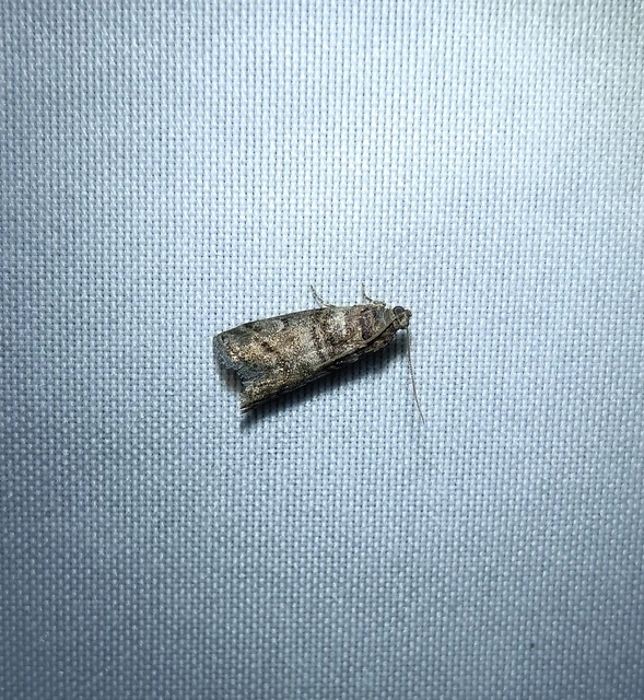 Acrobasis obtusella - körtelevélfonó karcsúmoly