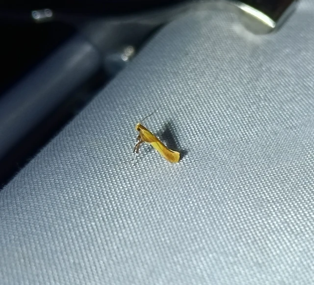 Caloptilia