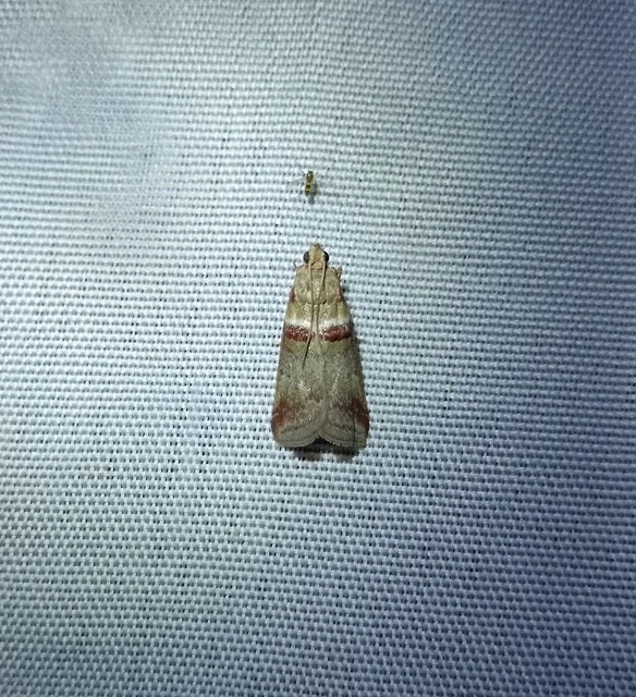 Acrobasis tumidana - bordás karcsúmoly
