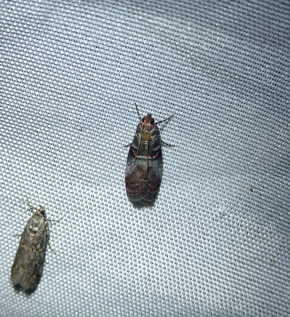 Acrobasis advenella - gerleszínű karcsúmoly