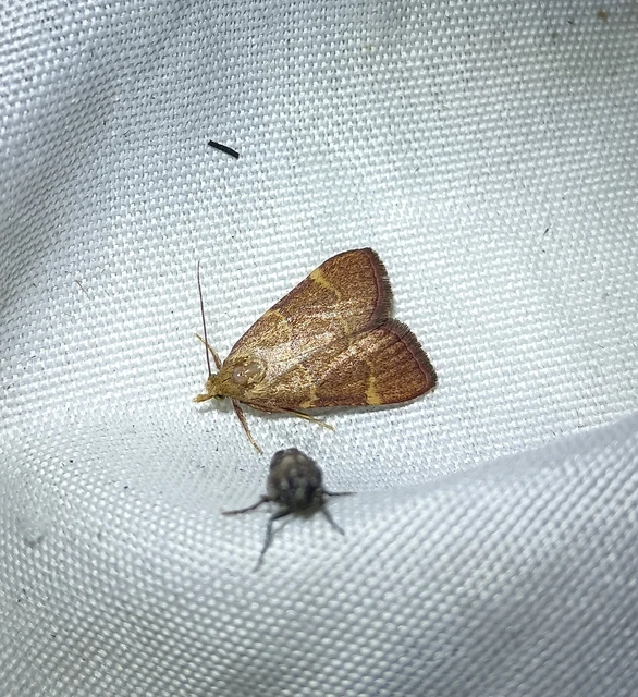 Hypsopygia rubidalis - vörös fényilonca
