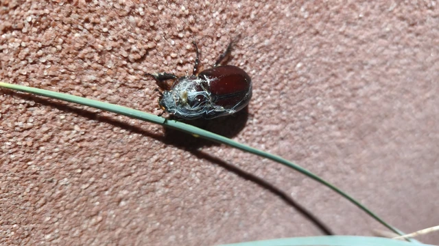 Oryctes nasicornis - orrszarvú bogár