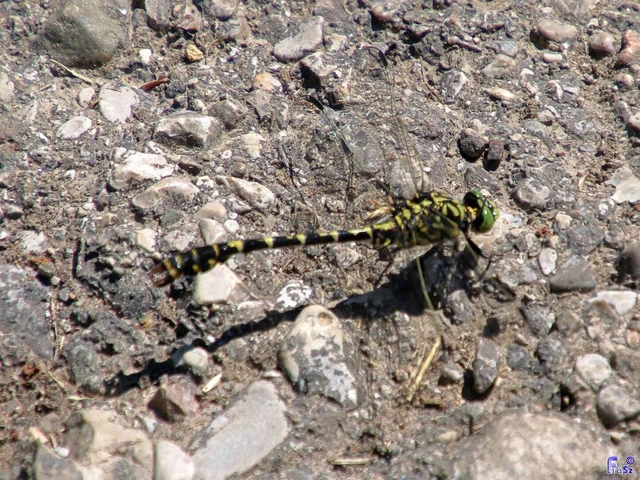 Onychogomphus forcipatus - gyűrűs folyami-szitakötő Onychogomphus forcipatus - gyűrűs folyami-szitakötő