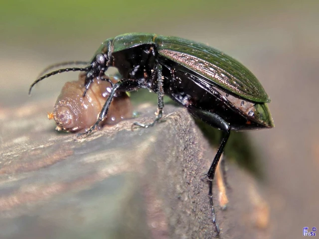 Carabus ulrichii - rezes futrinka Carabus ulrichii - rezes futrinka