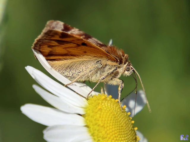 Euclidia glyphica - közönséges nappalibagoly