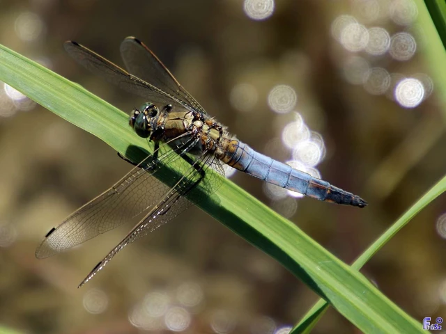 Orthetrum cancellatum - feketefarkú pásztorszitakötő