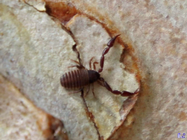 Pseudoscorpionida - Álskorpiók