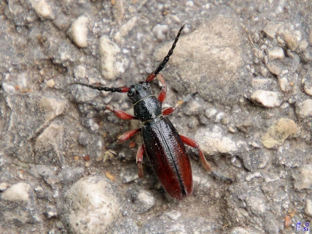 Dorcadion fulvum - barna gyalogcincér