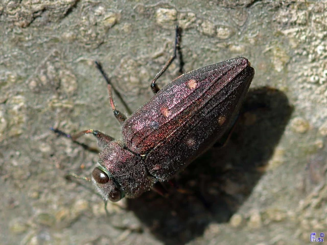 Chrysobothris
