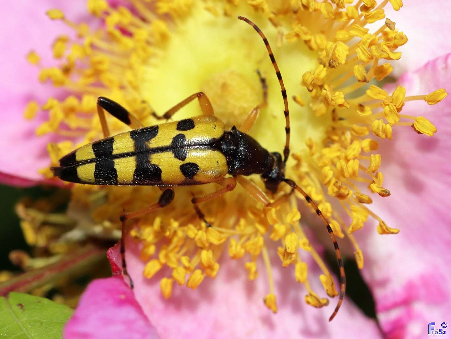 Rutpela maculata - tarkacsápú karcsúcincér