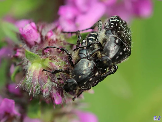 Oxythyrea funesta - sokpettyes virágbogár