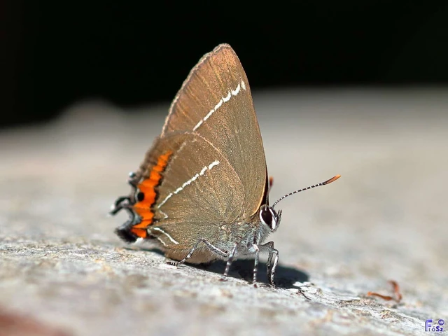 Satyrium w-album - szilfa-csücsköslepke