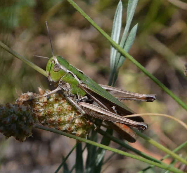 Stenobothrus lineatus - jajgató rétisáska