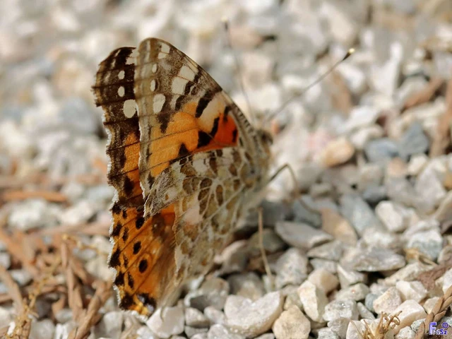 Vanessa cardui - bogáncslepke