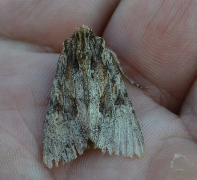 Apamea syriaca tallosi - Tallós dudvabaglya