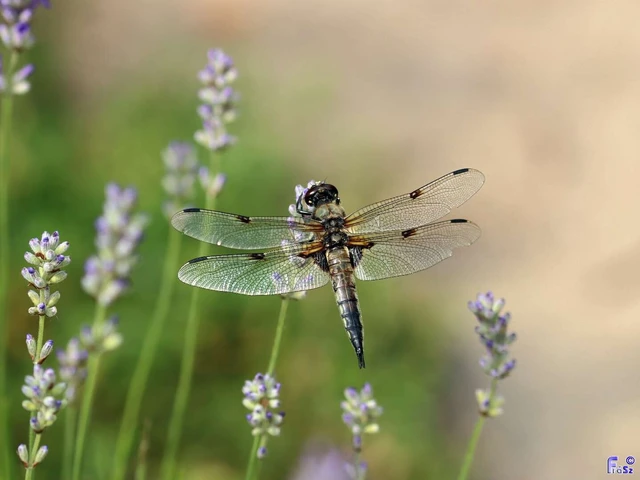 Libellula quadrimaculata - négyfoltos laposacsa