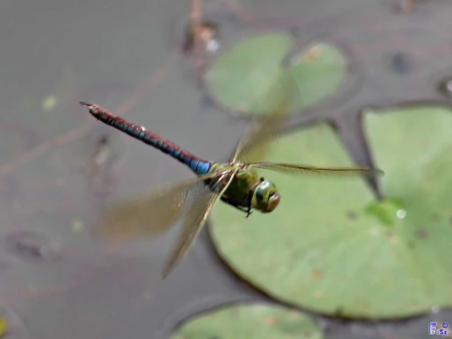 Anax imperator - zöld óriásacsa Anax imperator - zöld óriásacsa
