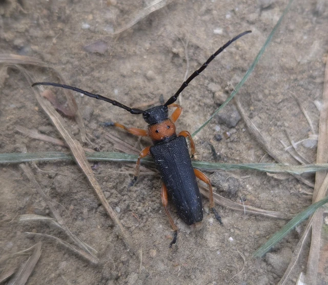Phytoecia affinis - feketefejű cincér