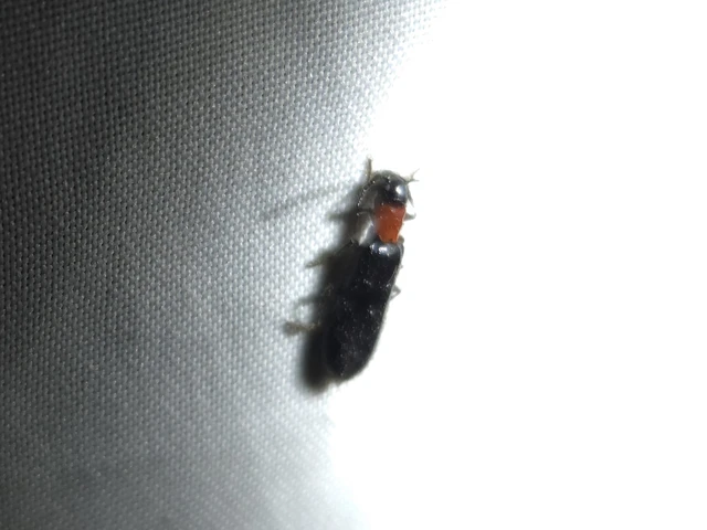 Tillus elongatus - fekete szúfarkas
