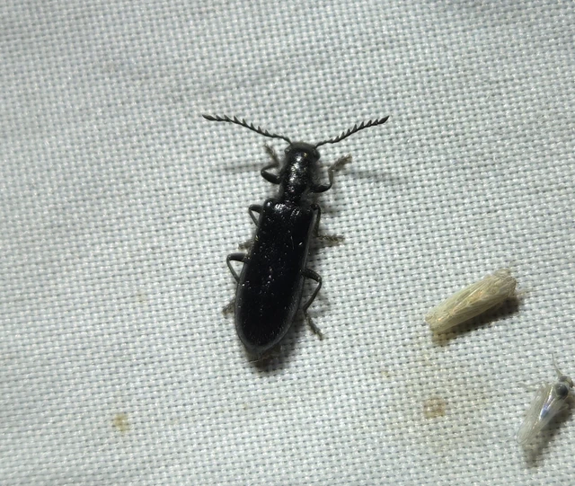 Tillus elongatus - fekete szúfarkas
