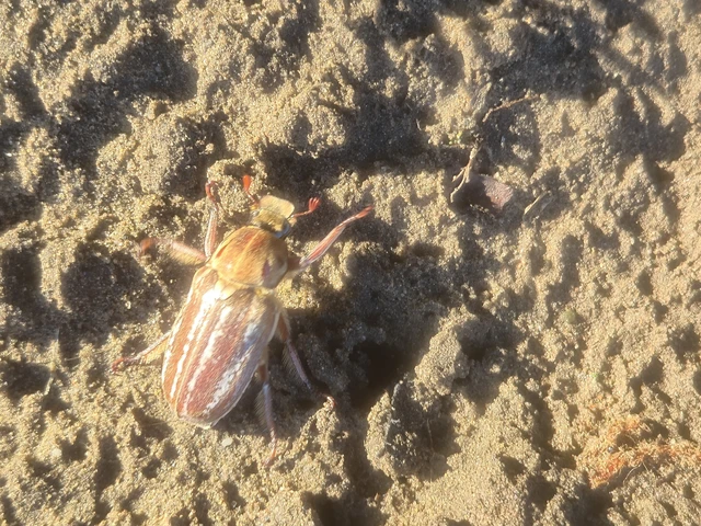 Anoxia orientalis - keleti cserebogár