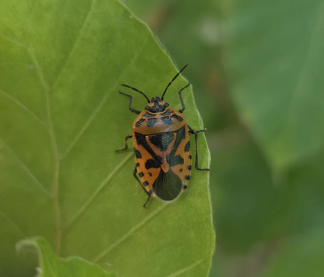 Eurydema ventralis - káposztapoloska Eurydema ventralis - káposztapoloska