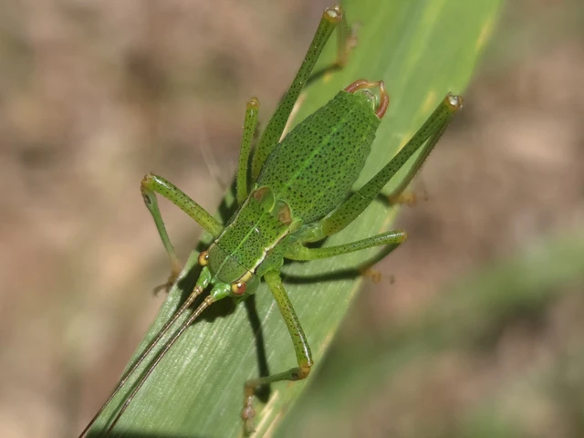 Barbitistes constrictus - északi málnaszöcske