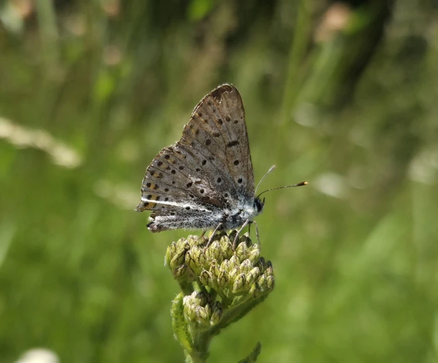 Lycaena tityrus - barna tűzlepke