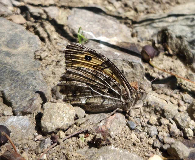 Hipparchia semele - barna szemeslepke