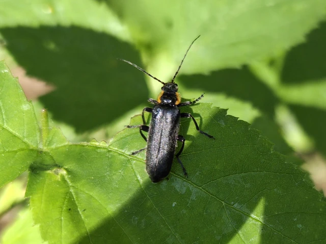 Cantharis