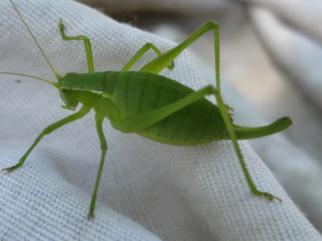 Isophya kraussii - erdei tarsza