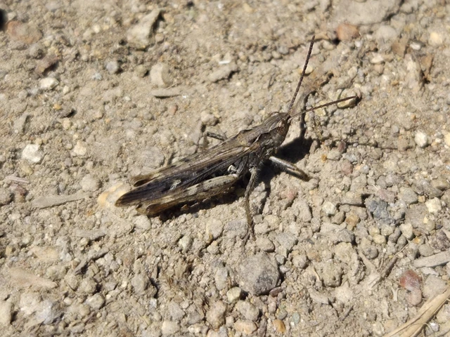 Chorthippus