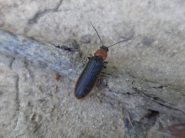 Denticollis linearis - dülledtszemű pattanó