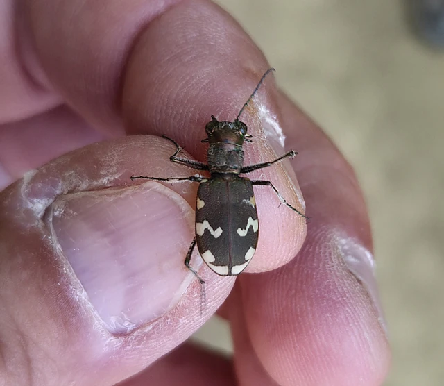 Cicindela sylvicola - erdei homokfutrinka