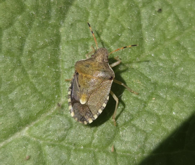 Peribalus strictus - tavaszi címerespoloska
