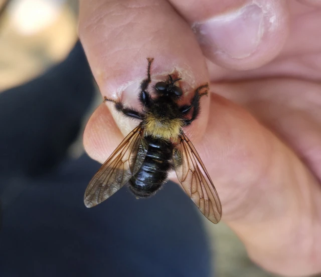 Laphria ephippium
