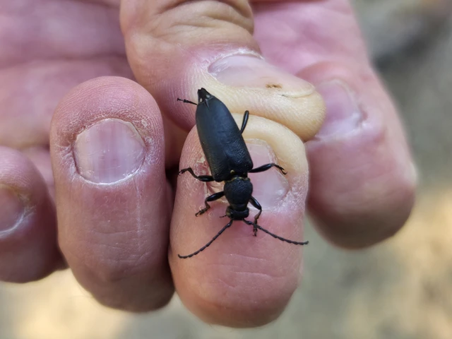 Stictoleptura scutellata - hegyi virágcincér