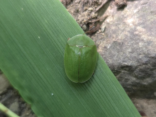 Cassida viridis - zöld pajzsbogár