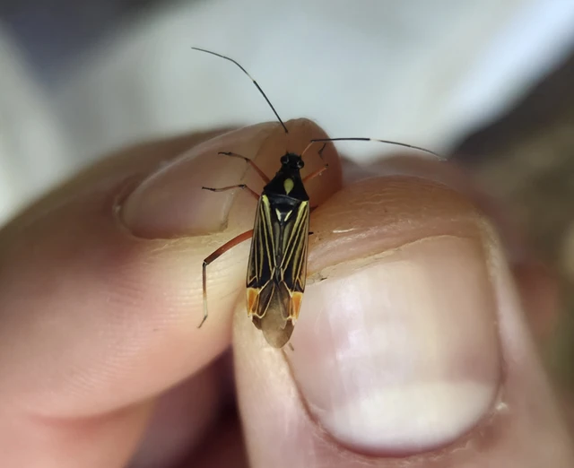 Miris striatus - sávos mezeipoloska