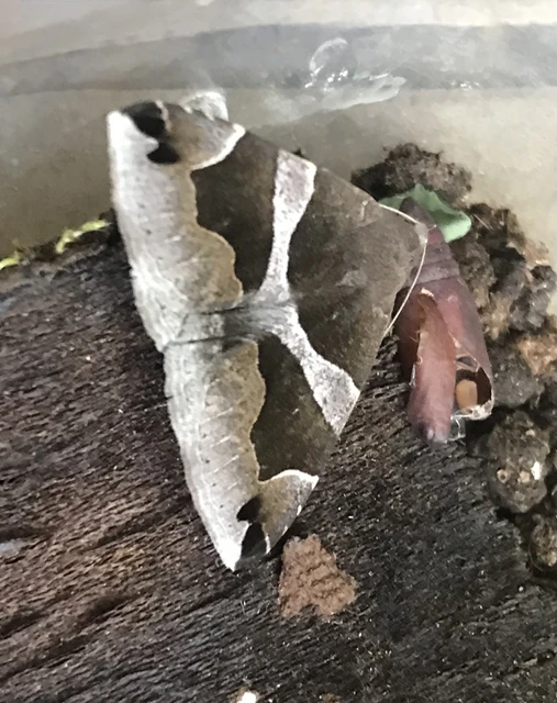 Dysgonia algira - déli porcelánbagoly